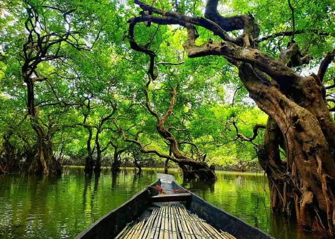 Ratargul Swamp Forest