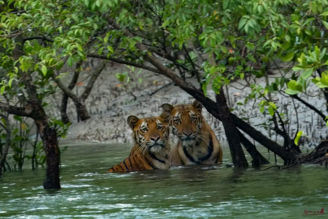 Sundarbans Mangrove Forest
