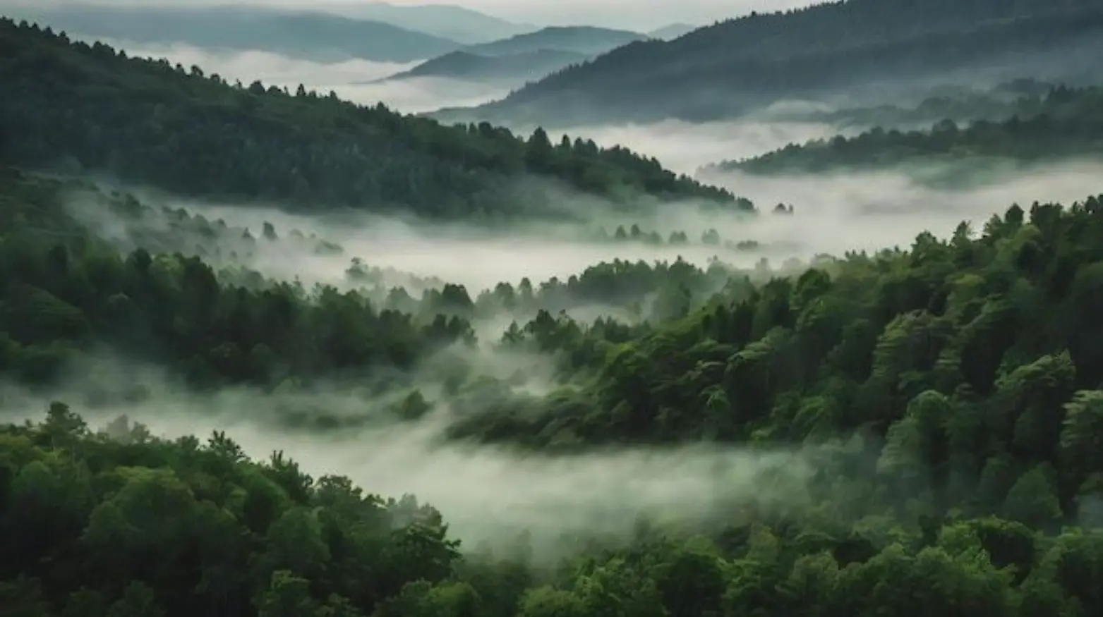 Whispering forests of Bangladesh