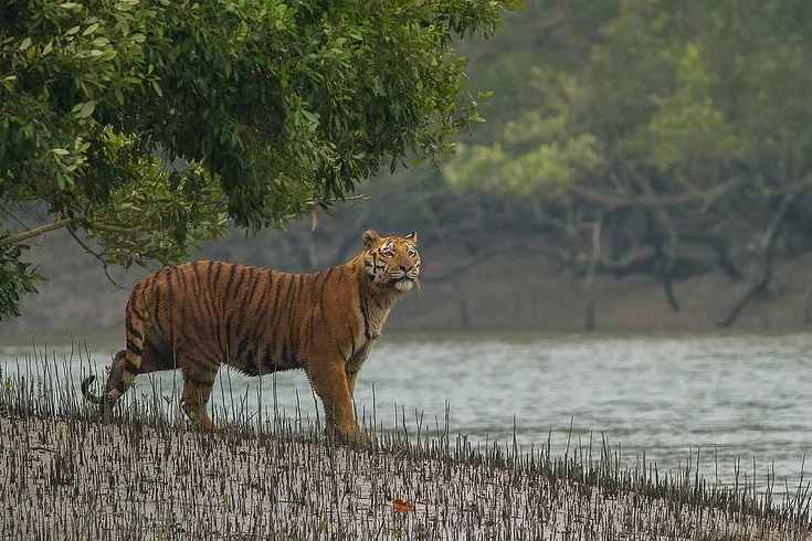 The Sundarbans mangrove forest in Khulna, featuring tidal rivers, aerial roots, and the natural habitat of the Royal Bengal Tiger.