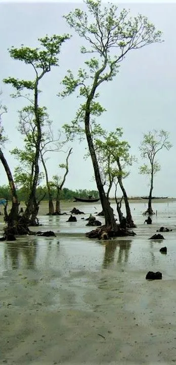 Unique mangrove forest landscape at Kuakata beach, where the forest meets the sea, known for sunrise and sunset views.